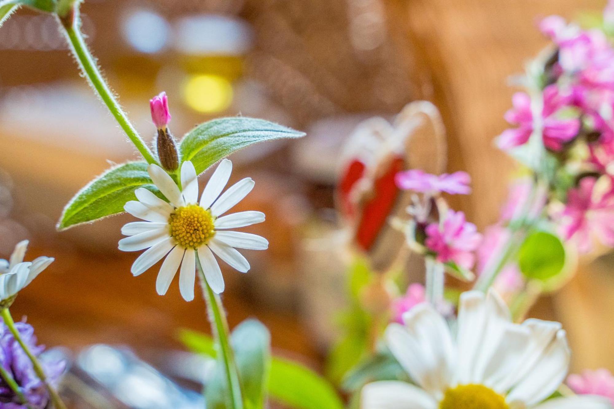 Eirl Dolomites Retreat Sappada Bed & Breakfast エクステリア 写真